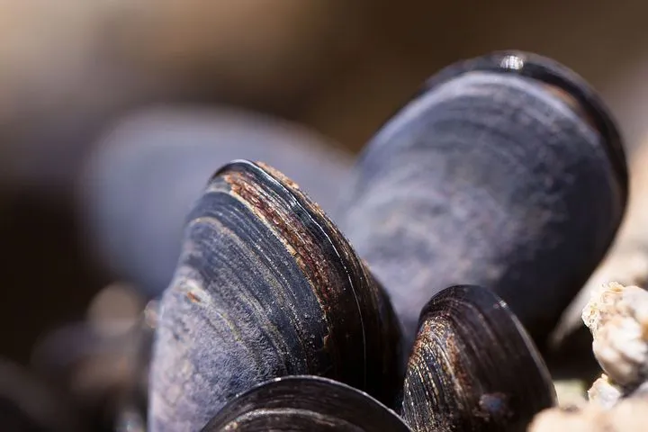 Лабораторией Россельхознадзора подтверждено отсутствие опасных фикотоксинов в моллюсках, отобранных в Амурском заливе