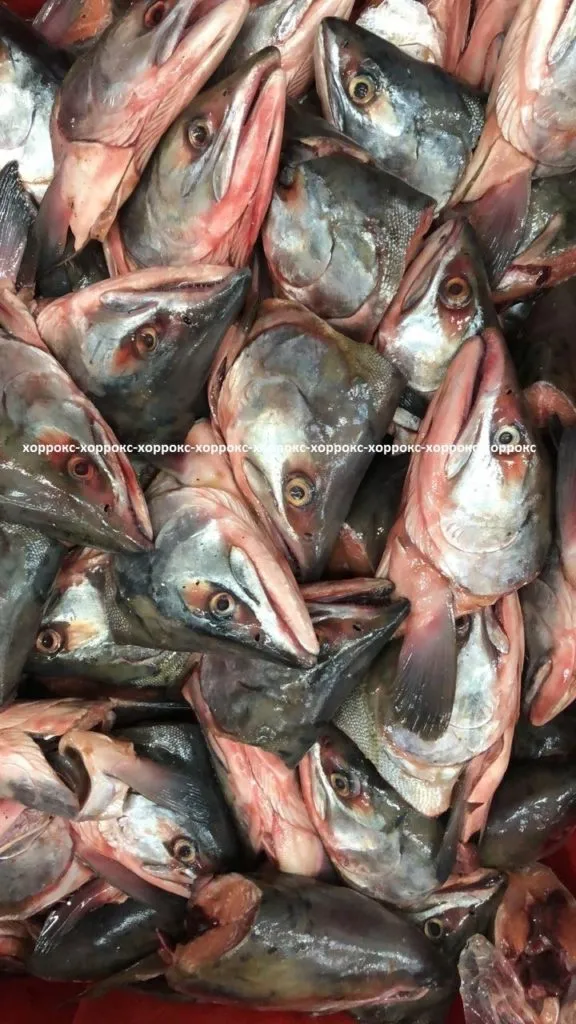Фотография продукта Головы лососевые (горбуши) путина 2018